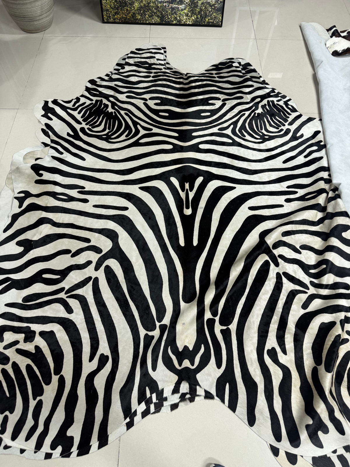 Zebra teri